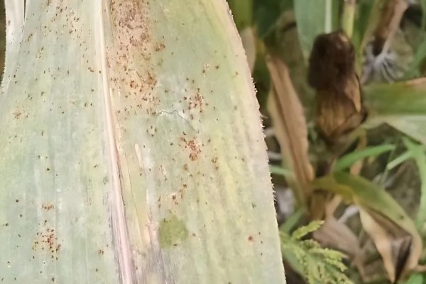 玉米红蜘蛛什么时候防治,关键防治时间为5月份上中旬