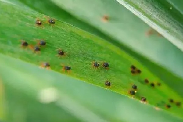 玉米红蜘蛛什么时候防治,关键防治时间为5月份上中旬