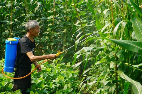 玉米红蜘蛛什么时候防治,关键防治时间为5月份上中旬