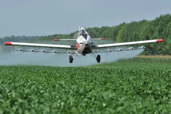 玉米红蜘蛛什么时候防治,关键防治时间为5月份上中旬