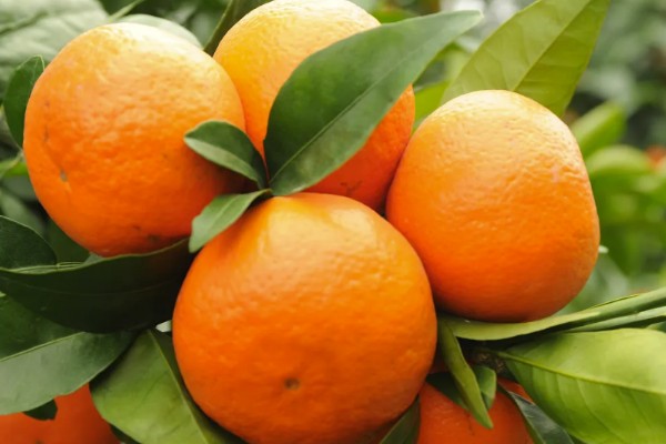 沃柑有哪些特点，果皮有油胞、果顶有印圈