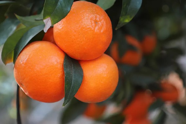 沃柑有哪些特点，果皮有油胞、果顶有印圈