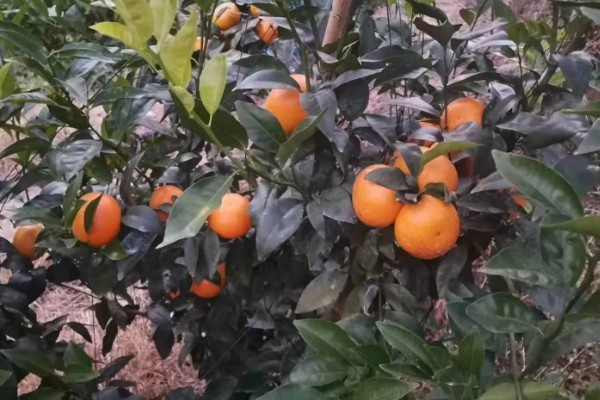 沃柑有哪些特点，果皮有油胞、果顶有印圈