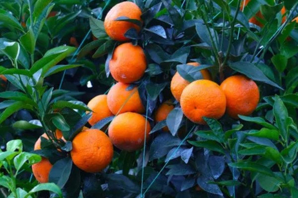 沃柑有哪些特点，果皮有油胞、果顶有印圈