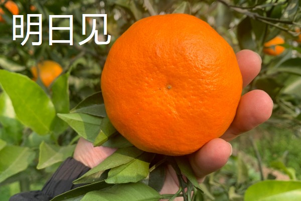 沃柑有哪些特点，果皮有油胞、果顶有印圈