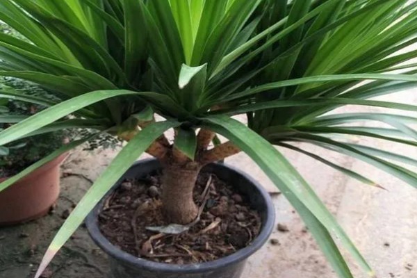 怎么养殖龙须树,春秋季节每隔3-5浇一次水