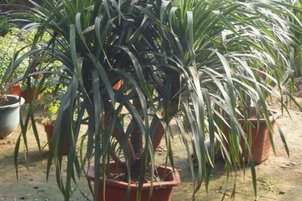 怎么养殖龙须树,春秋季节每隔3-5浇一次水