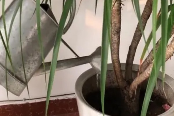 怎么养殖龙须树,春秋季节每隔3-5浇一次水