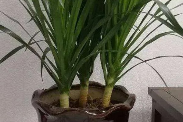 怎么养殖龙须树,春秋季节每隔3-5浇一次水