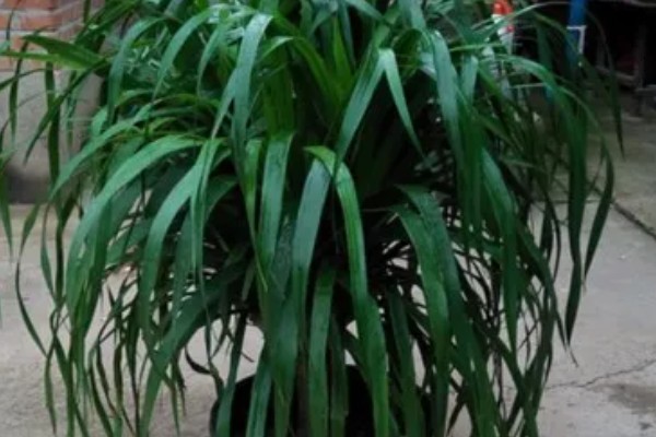 怎么养殖龙须树,春秋季节每隔3-5浇一次水