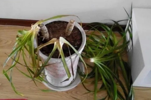 怎么养殖龙须树,春秋季节每隔3-5浇一次水