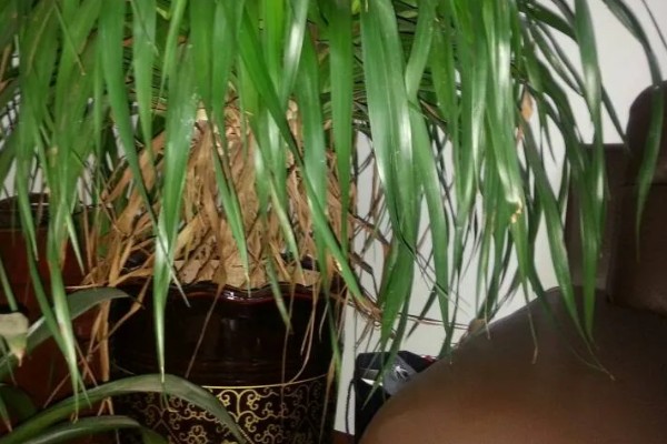 怎么养殖龙须树,春秋季节每隔3-5浇一次水