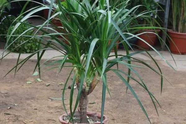 怎么养殖龙须树,春秋季节每隔3-5浇一次水