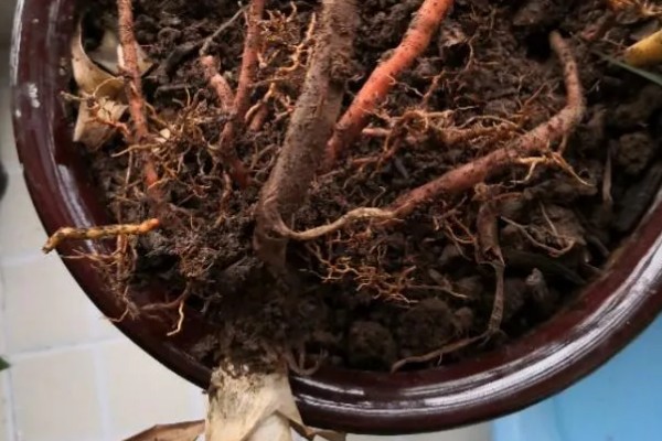 怎么养殖龙须树,春秋季节每隔3-5浇一次水