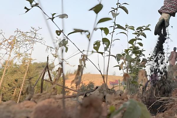 茶树施肥方法,对幼龄茶树追施硫酸钾