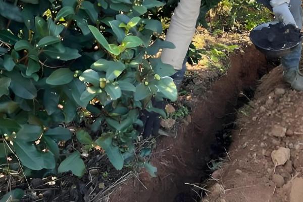 茶树施肥方法,对幼龄茶树追施硫酸钾