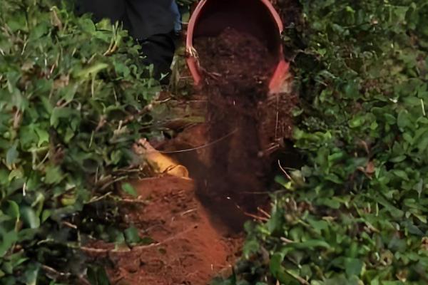 茶树施肥方法,对幼龄茶树追施硫酸钾