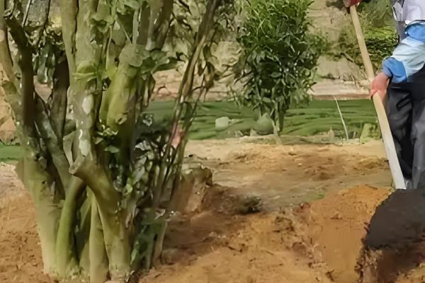 茶树施肥方法,对幼龄茶树追施硫酸钾