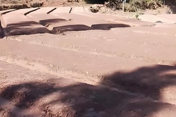 茶树施肥方法,对幼龄茶树追施硫酸钾