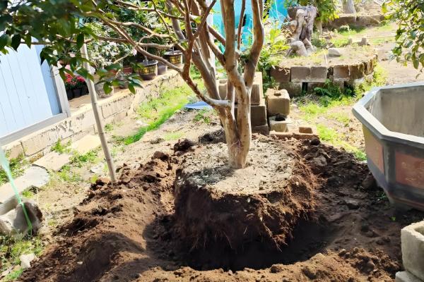 茶树施肥方法,对幼龄茶树追施硫酸钾