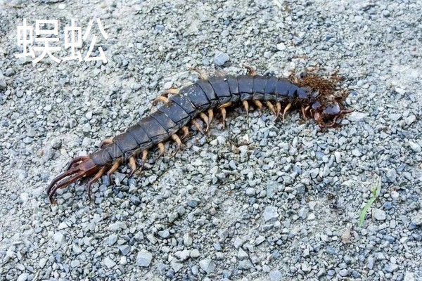 马陆和蜈蚣有什么区别,马陆较为圆润,而蜈蚣较为扁平