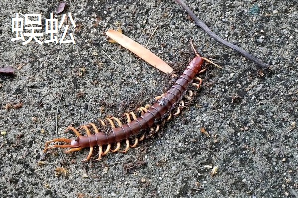 马陆和蜈蚣有什么区别,马陆较为圆润,而蜈蚣较为扁平