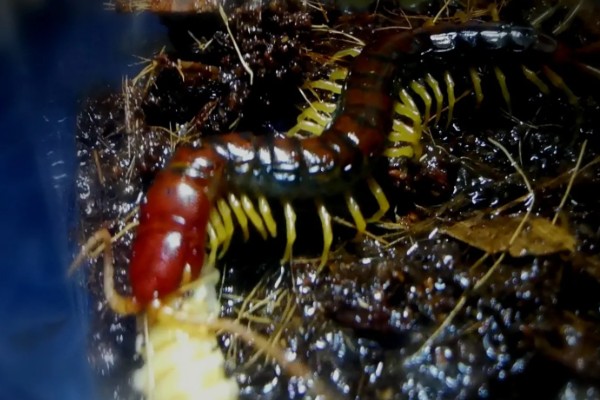 马陆和蜈蚣有什么区别,马陆较为圆润,而蜈蚣较为扁平