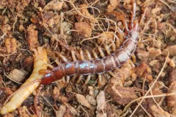 马陆和蜈蚣有什么区别,马陆较为圆润,而蜈蚣较为扁平