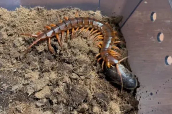 马陆和蜈蚣有什么区别,马陆较为圆润,而蜈蚣较为扁平