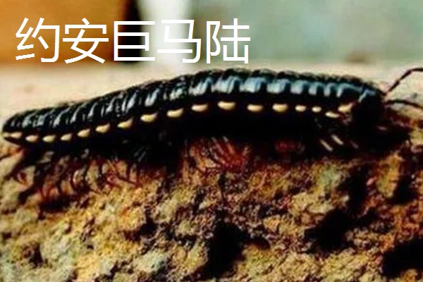 马陆和蜈蚣有什么区别,马陆较为圆润,而蜈蚣较为扁平
