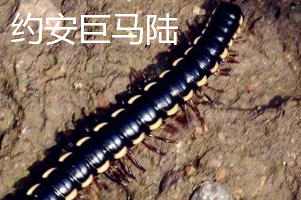 马陆和蜈蚣有什么区别,马陆较为圆润,而蜈蚣较为扁平