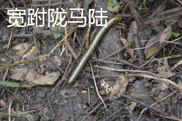 马陆和蜈蚣有什么区别,马陆较为圆润,而蜈蚣较为扁平