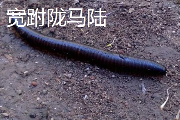 马陆和蜈蚣有什么区别,马陆较为圆润,而蜈蚣较为扁平