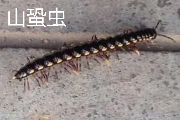 马陆和蜈蚣有什么区别,马陆较为圆润,而蜈蚣较为扁平