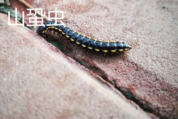 马陆和蜈蚣有什么区别,马陆较为圆润,而蜈蚣较为扁平
