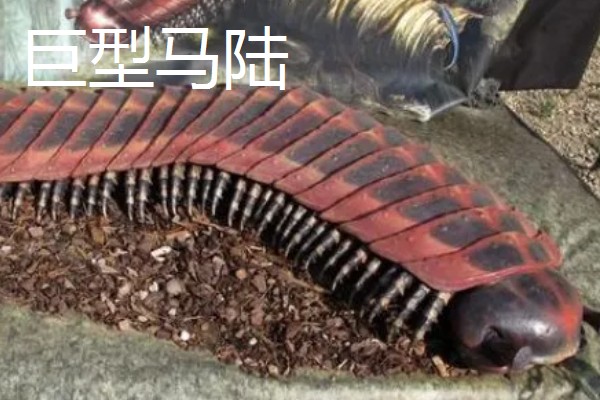 马陆和蜈蚣有什么区别,马陆较为圆润,而蜈蚣较为扁平