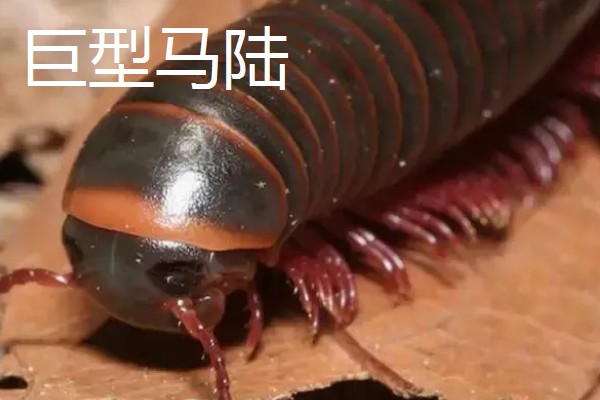 马陆和蜈蚣有什么区别,马陆较为圆润,而蜈蚣较为扁平