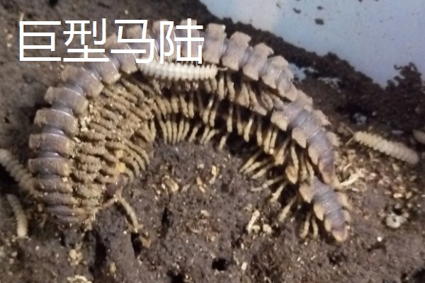 马陆和蜈蚣有什么区别,马陆较为圆润,而蜈蚣较为扁平