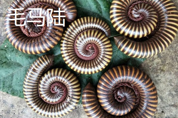 马陆和蜈蚣有什么区别,马陆较为圆润,而蜈蚣较为扁平