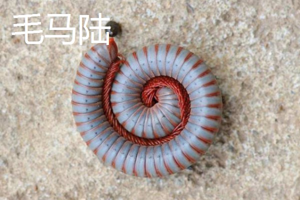 马陆和蜈蚣有什么区别,马陆较为圆润,而蜈蚣较为扁平