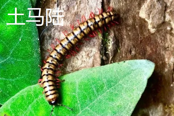 马陆和蜈蚣有什么区别,马陆较为圆润,而蜈蚣较为扁平