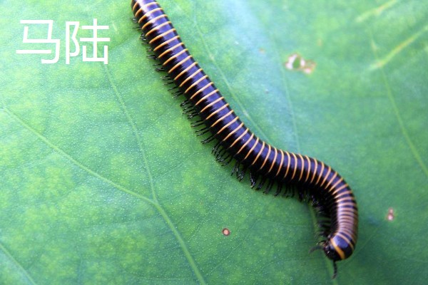 马陆和蜈蚣有什么区别,马陆较为圆润,而蜈蚣较为扁平
