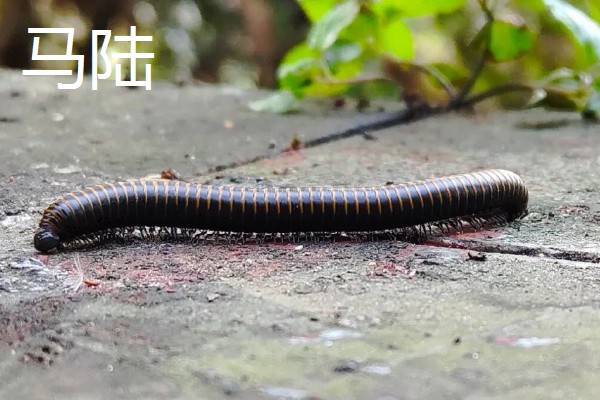 马陆和蜈蚣有什么区别,马陆较为圆润,而蜈蚣较为扁平