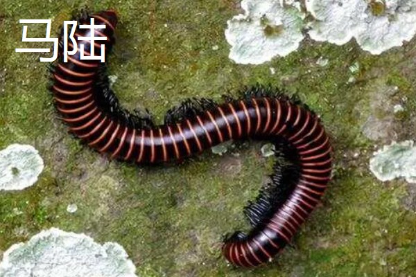 马陆和蜈蚣有什么区别,马陆较为圆润,而蜈蚣较为扁平