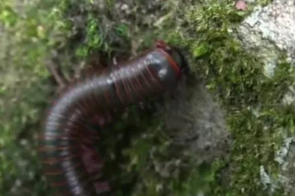 马陆和蜈蚣有什么区别,马陆较为圆润,而蜈蚣较为扁平