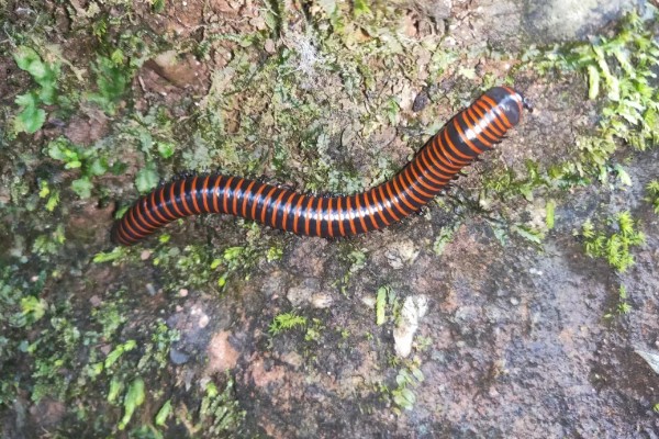 马陆和蜈蚣有什么区别,马陆较为圆润,而蜈蚣较为扁平