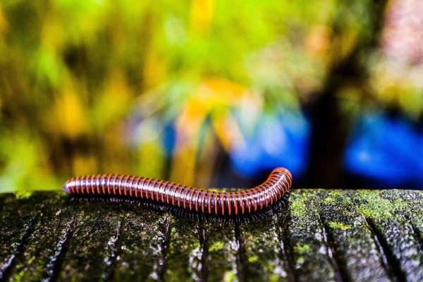 马陆和蜈蚣有什么区别,马陆较为圆润,而蜈蚣较为扁平