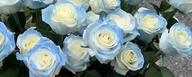 碎冰蓝玫瑰的花语，寓意沉默的爱、无价之宝等