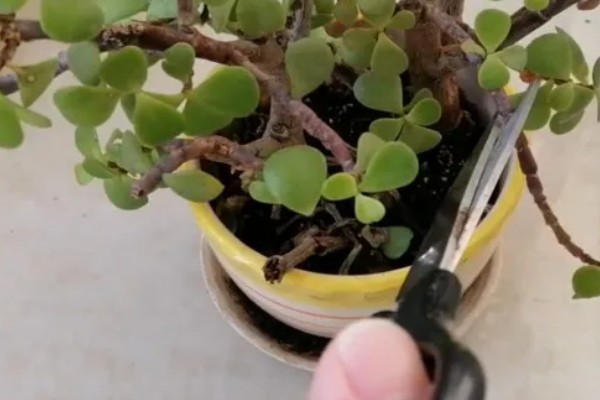 金枝玉叶盆栽的修剪方法，春季进行大幅修剪