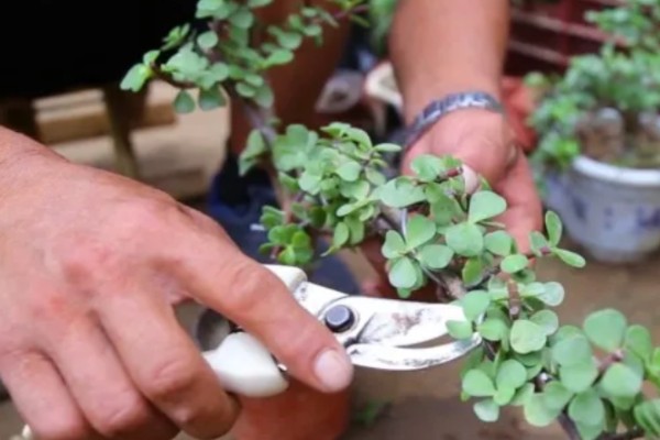 金枝玉叶盆栽的修剪方法，春季进行大幅修剪